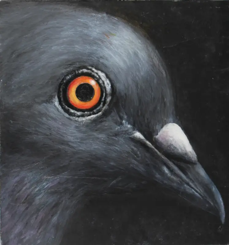Image principale de L'oeil du pigeon